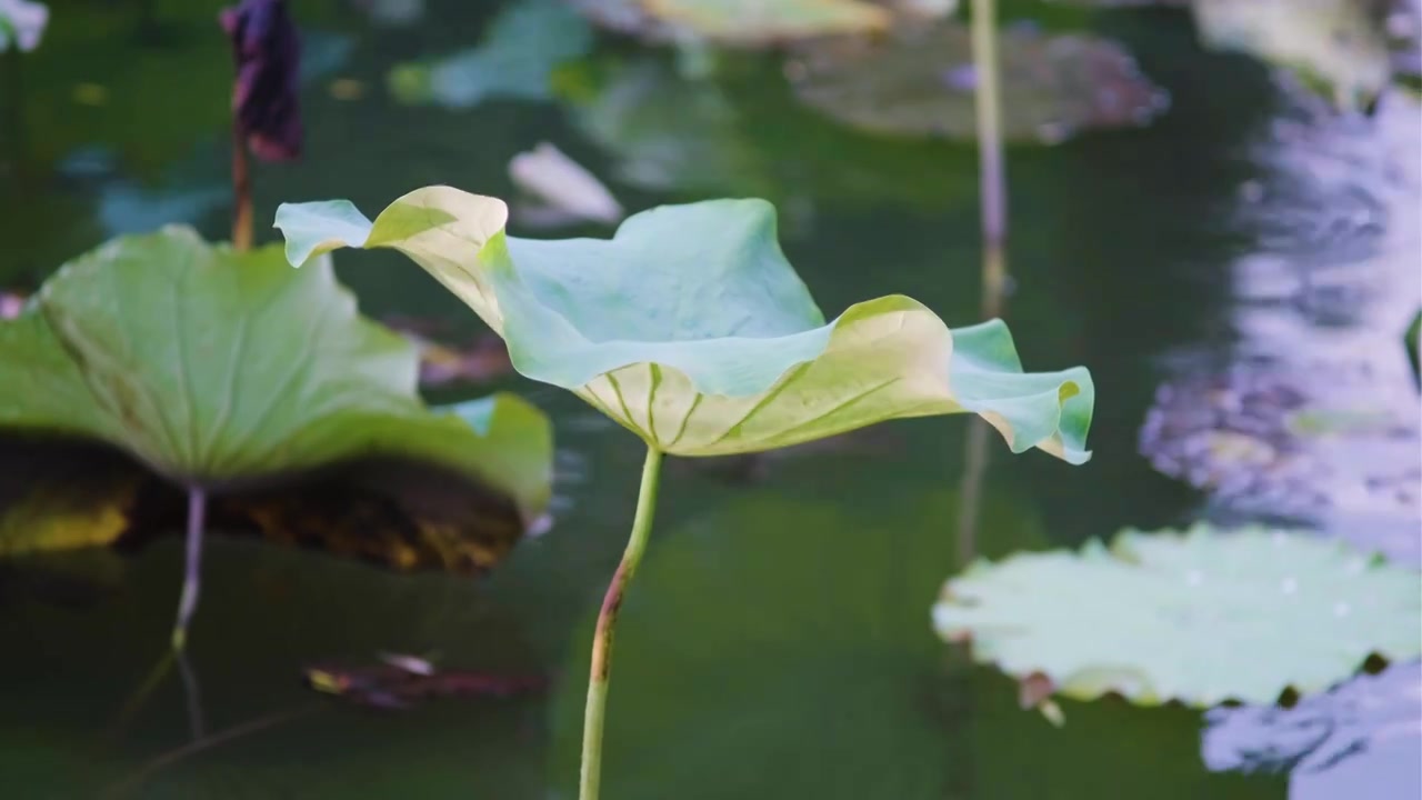 夏季荷花空镜视频素材视频下载