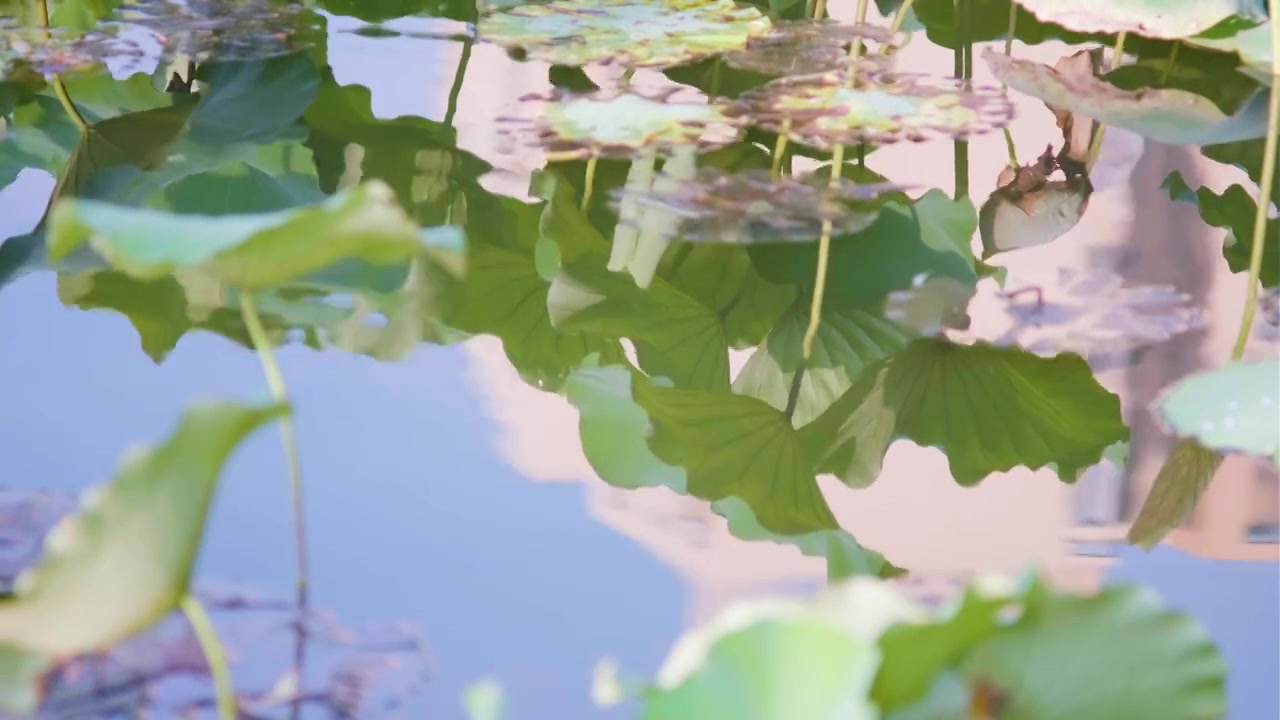 夏季荷花空镜视频素材视频下载