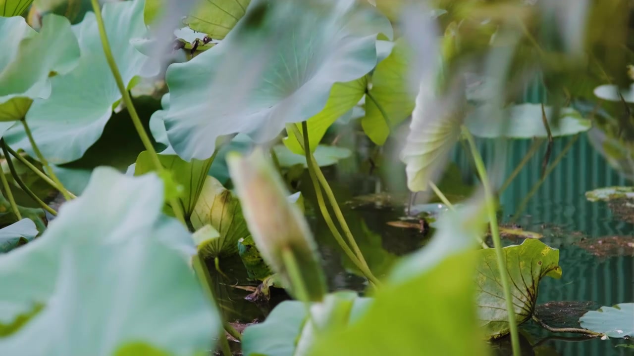 夏季荷花空镜视频素材视频素材