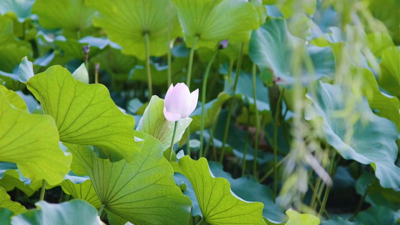 夏季荷花空镜视频素材视频素材