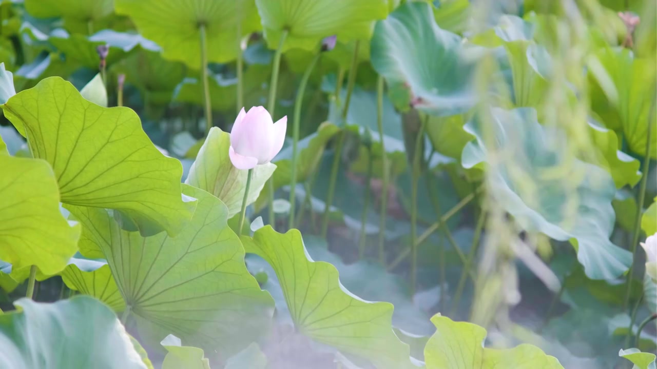 夏季荷花空镜视频素材视频下载