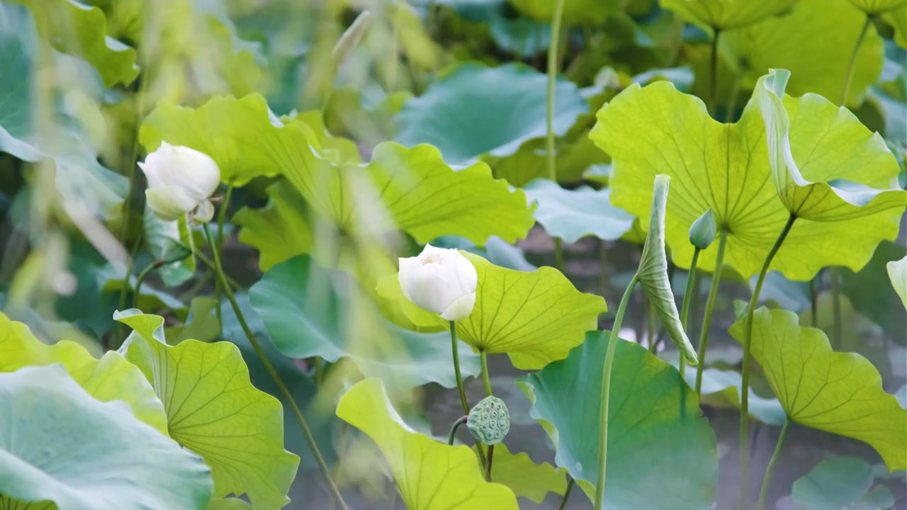 夏季荷花空镜视频素材视频下载