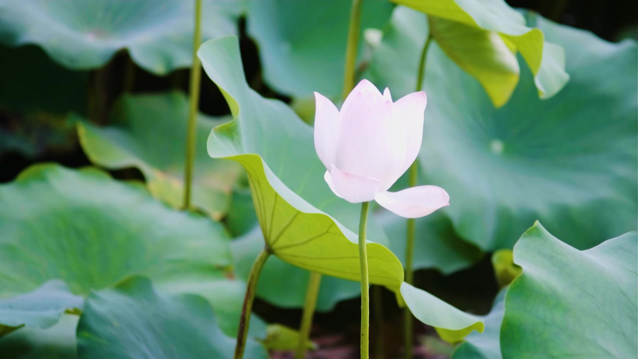 夏季荷花空镜视频素材视频素材