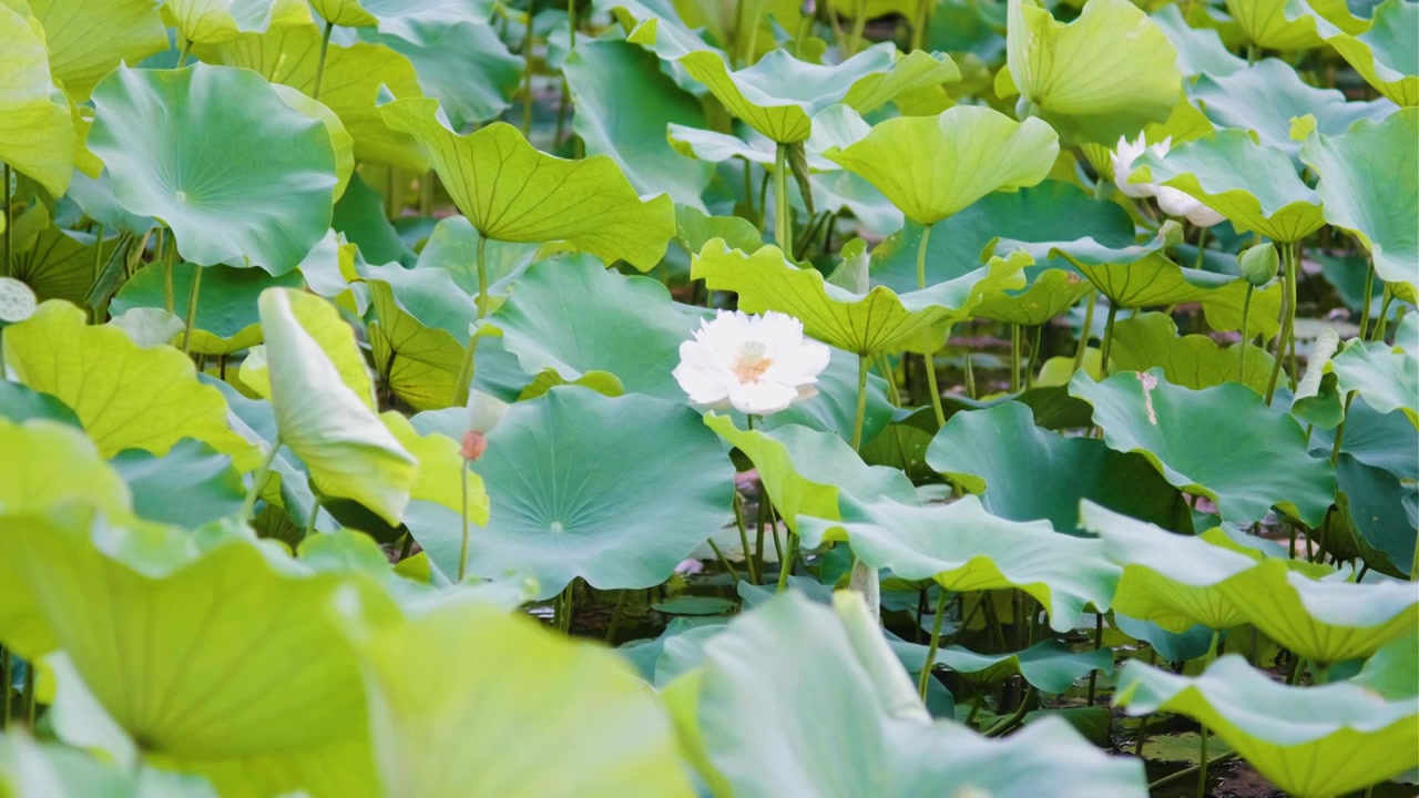 夏季荷花空镜视频素材视频下载