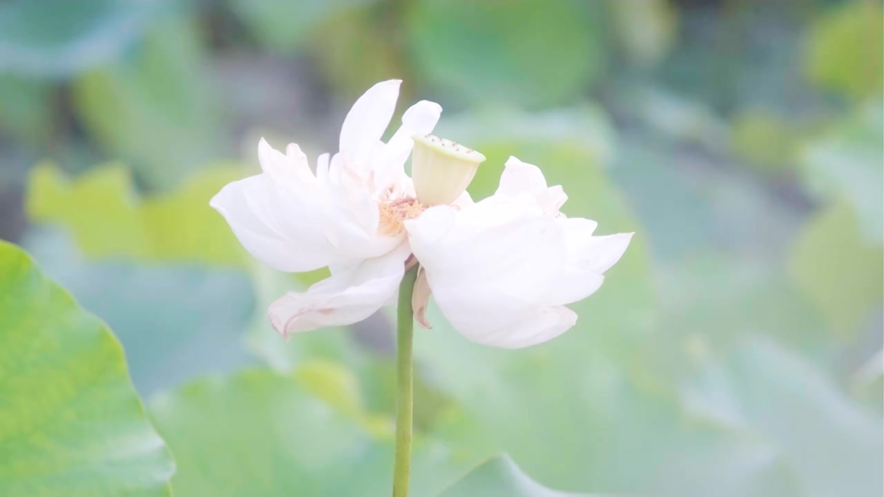 夏季荷花空镜视频素材视频下载