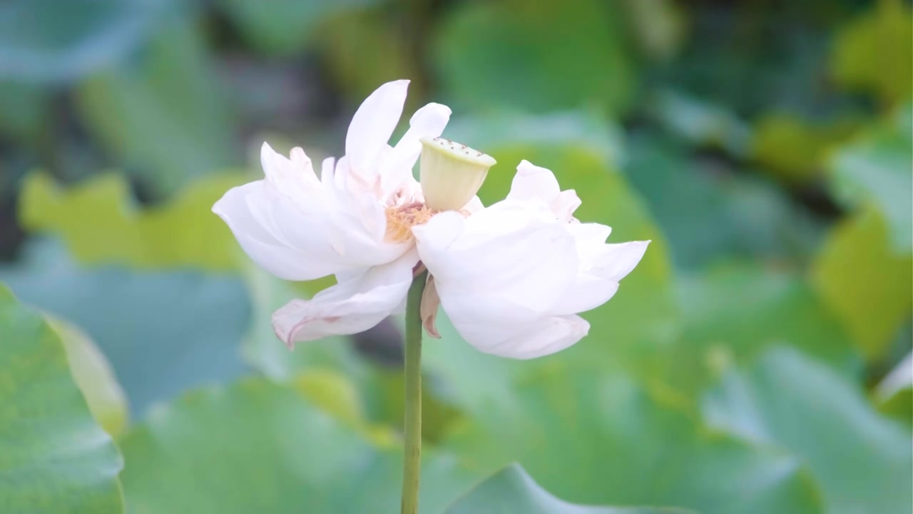 夏季荷花空镜视频素材视频下载