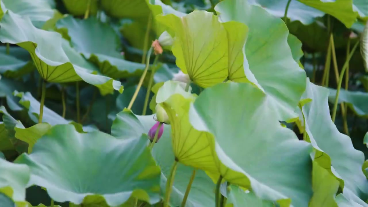 夏季荷花空镜视频素材视频下载