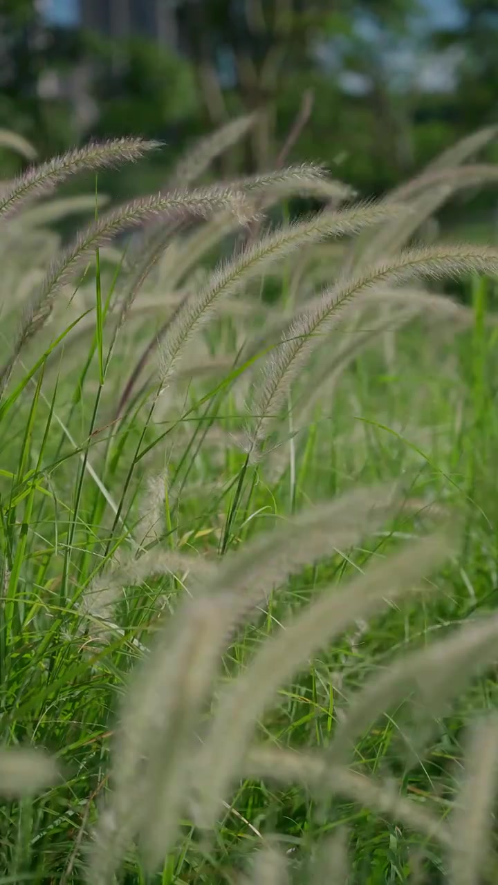 夏季芦苇随风飘荡竖构图视频素材