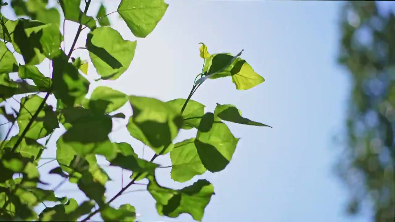 夏日树叶特写视频素材