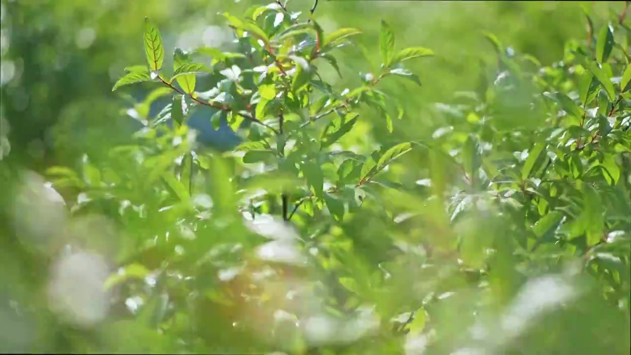 夏日树叶特写视频素材