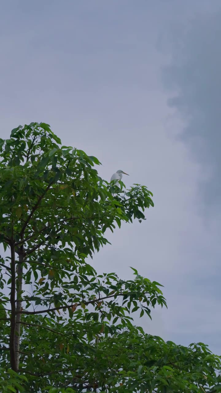 一只白鹭站在树顶竖屏视频素材