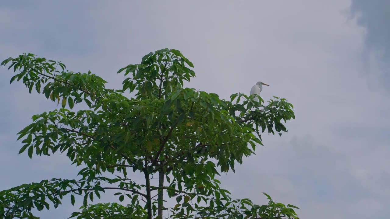 一只白鹭站在树顶视频素材