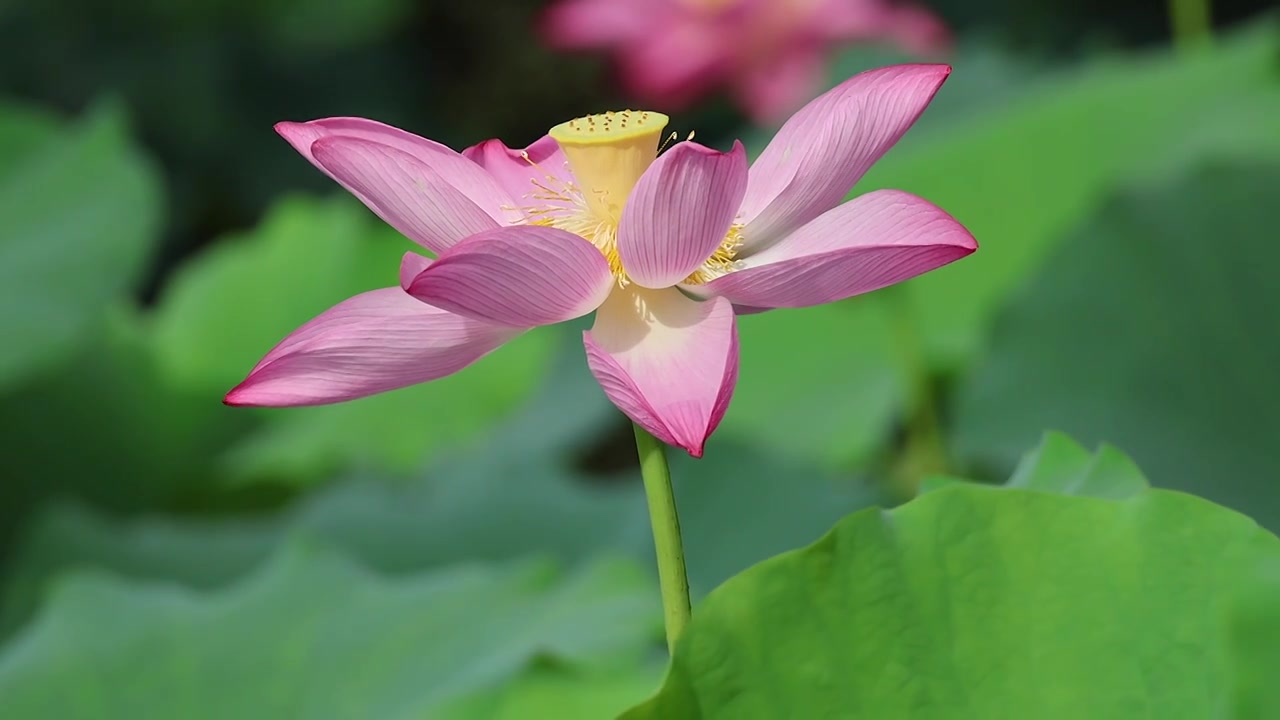 上海夏季盛开的荷花莲花4K合集视频下载