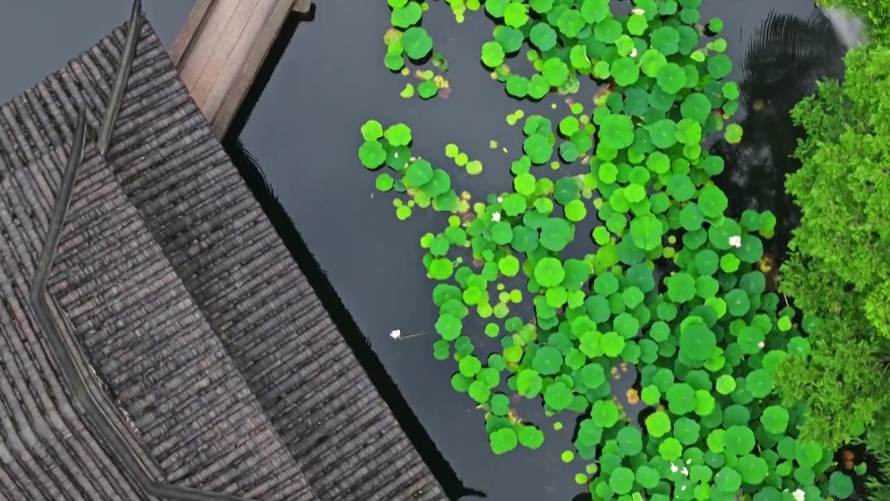 夏季雨后拙政园航拍视频素材