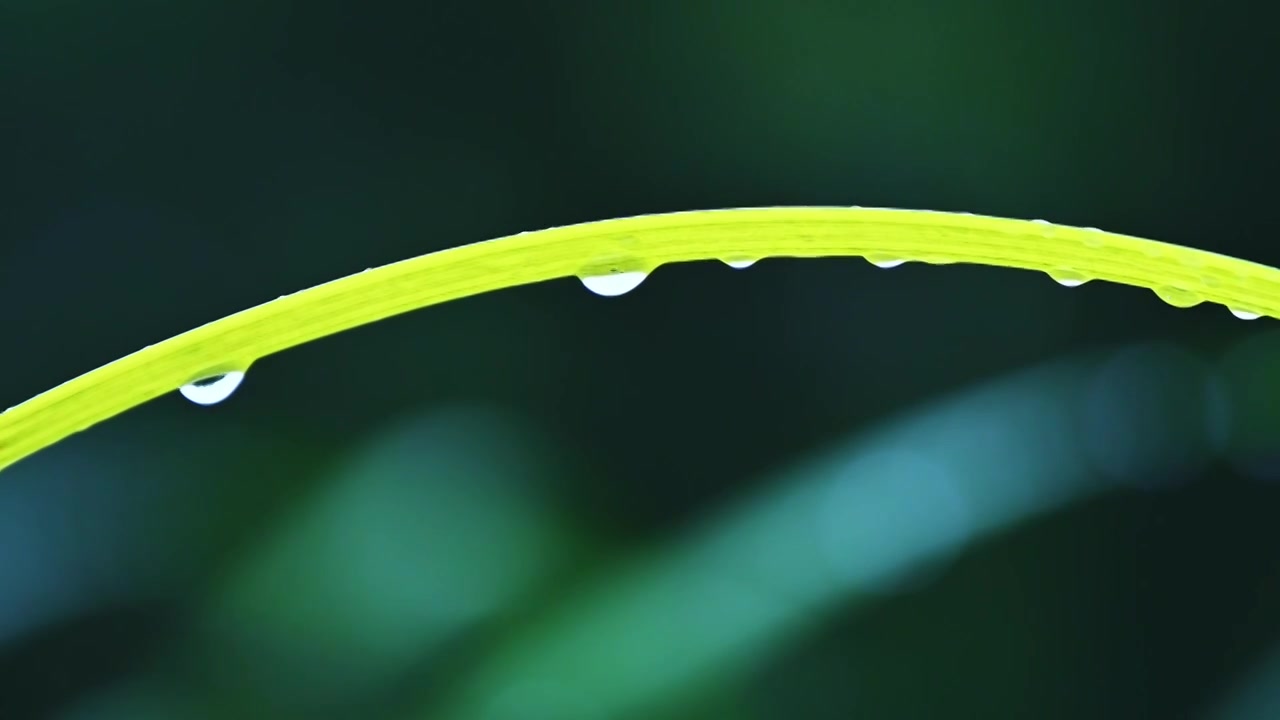 夏季下雨天植物树叶雨滴水滴水珠特写视频素材