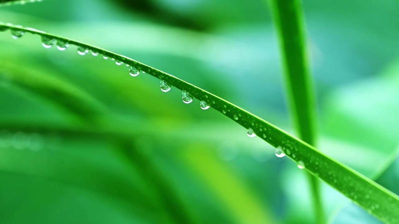 夏季下雨天植物树叶雨滴水滴水珠特写视频素材