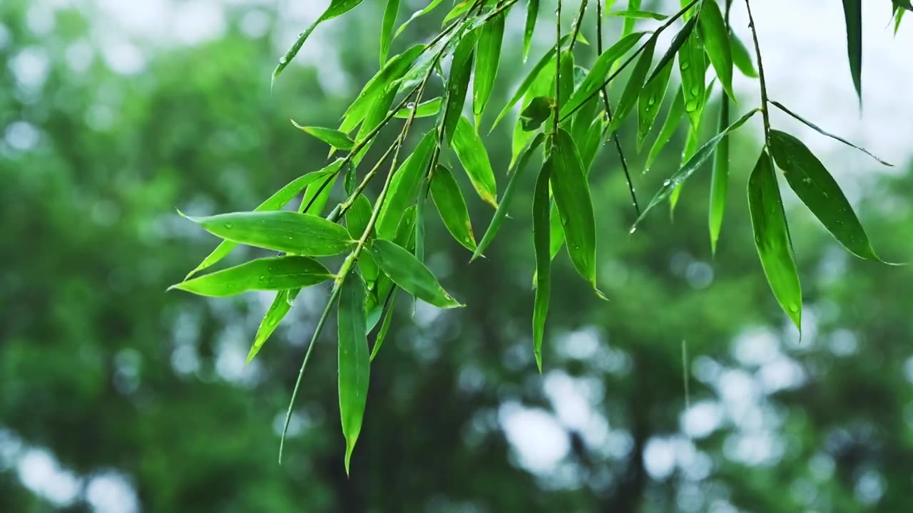 夏季下雨天植物树叶雨滴水滴水珠特写视频素材