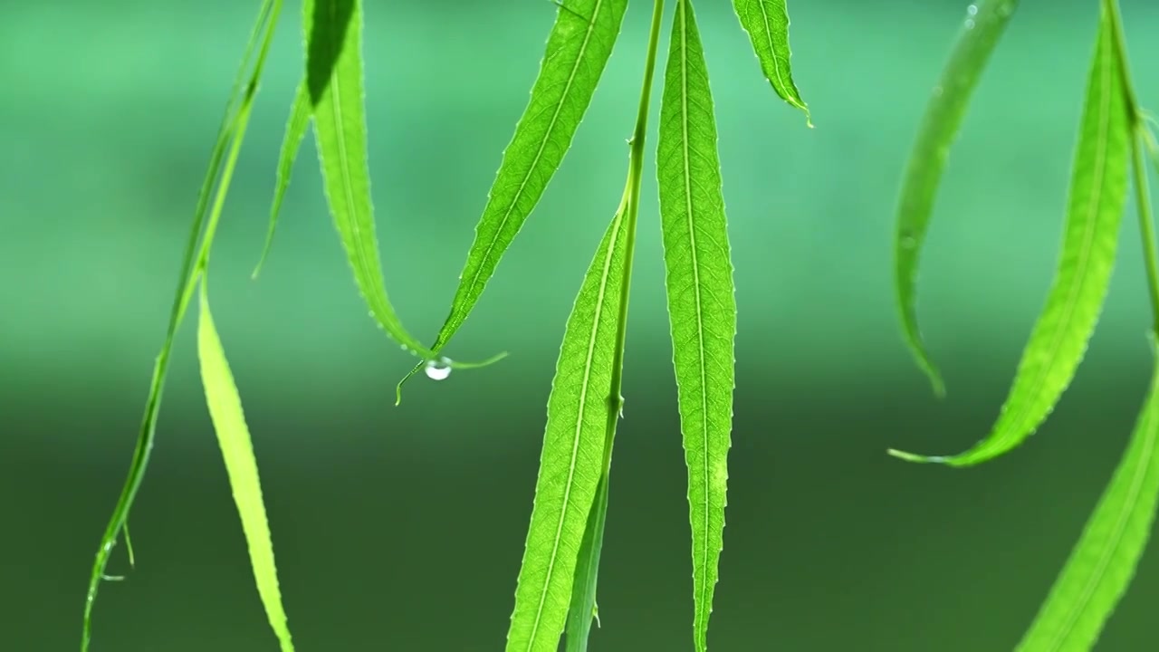 夏季下雨天植物树叶雨滴水滴水珠特写视频素材