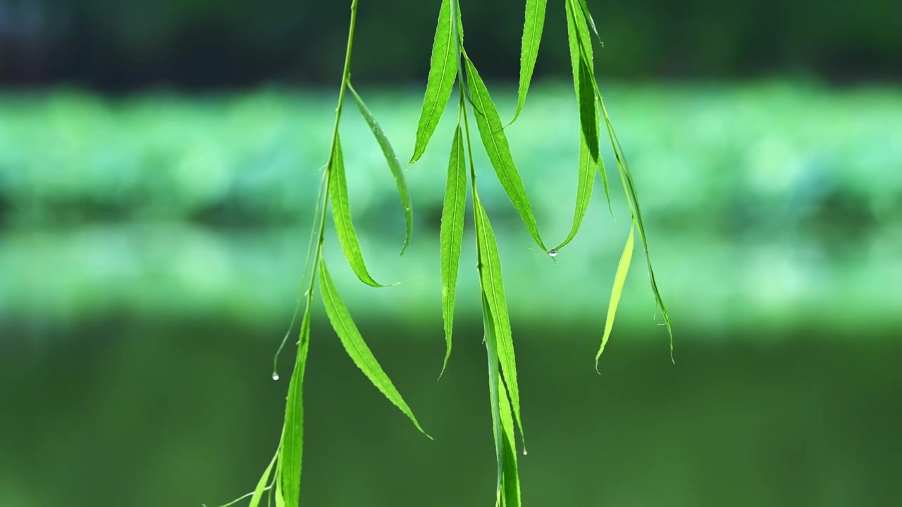 夏季下雨天植物树叶雨滴水滴水珠特写视频素材