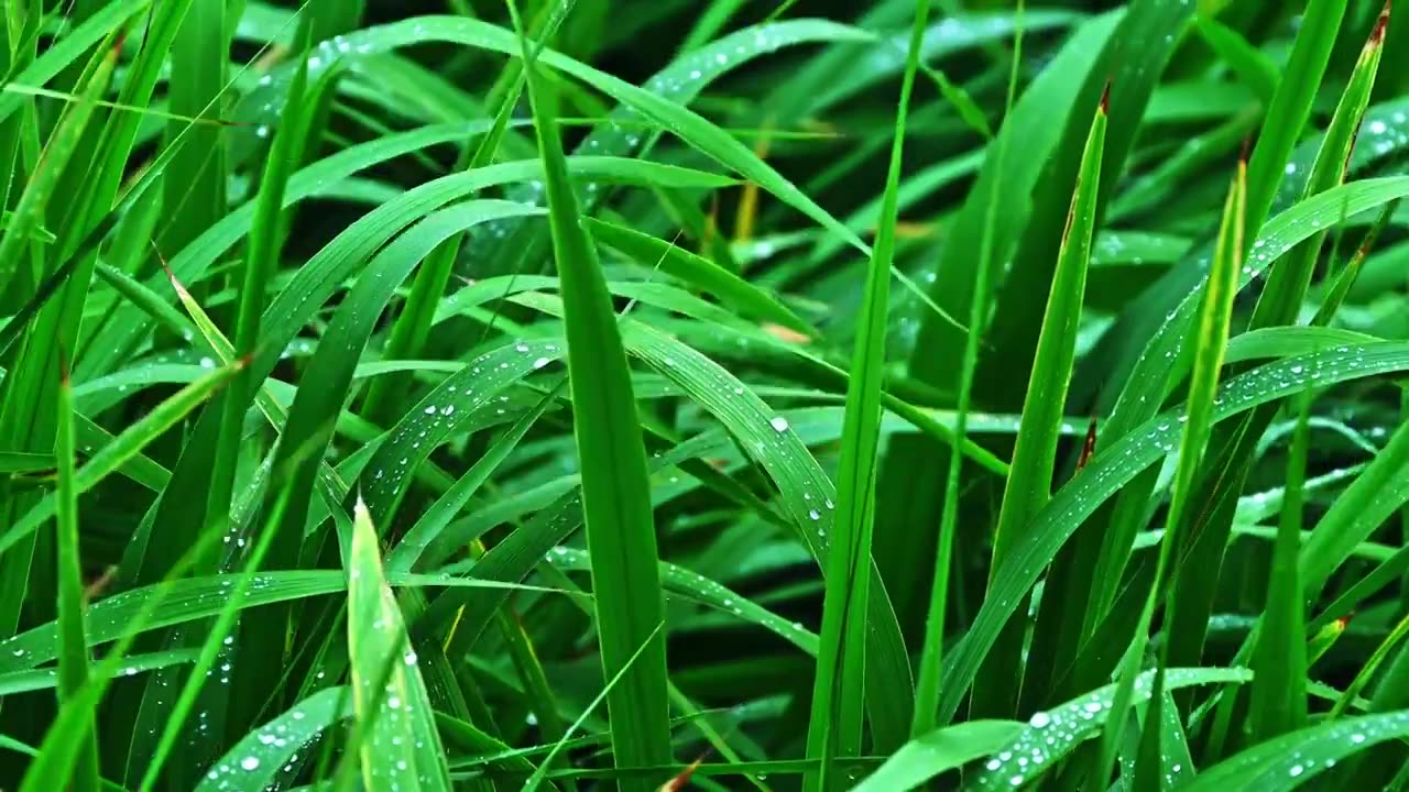 夏季下雨天植物树叶雨滴水滴水珠特写视频素材