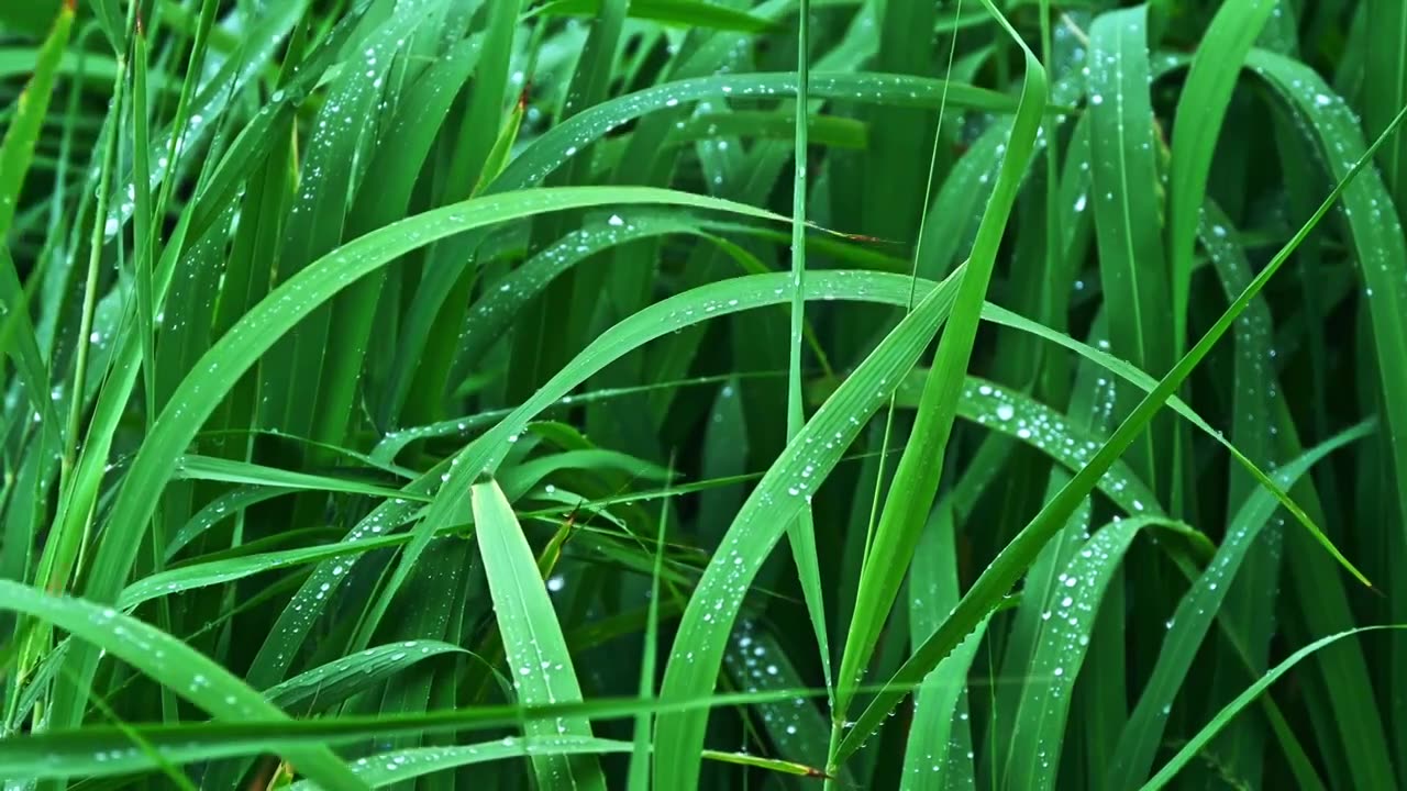 夏季下雨天植物树叶雨滴水滴水珠特写视频素材