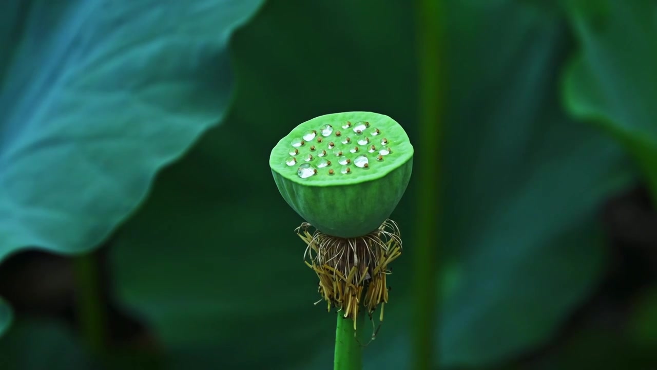 夏季下雨天雨水荷花荷叶雨滴水滴特写视频素材