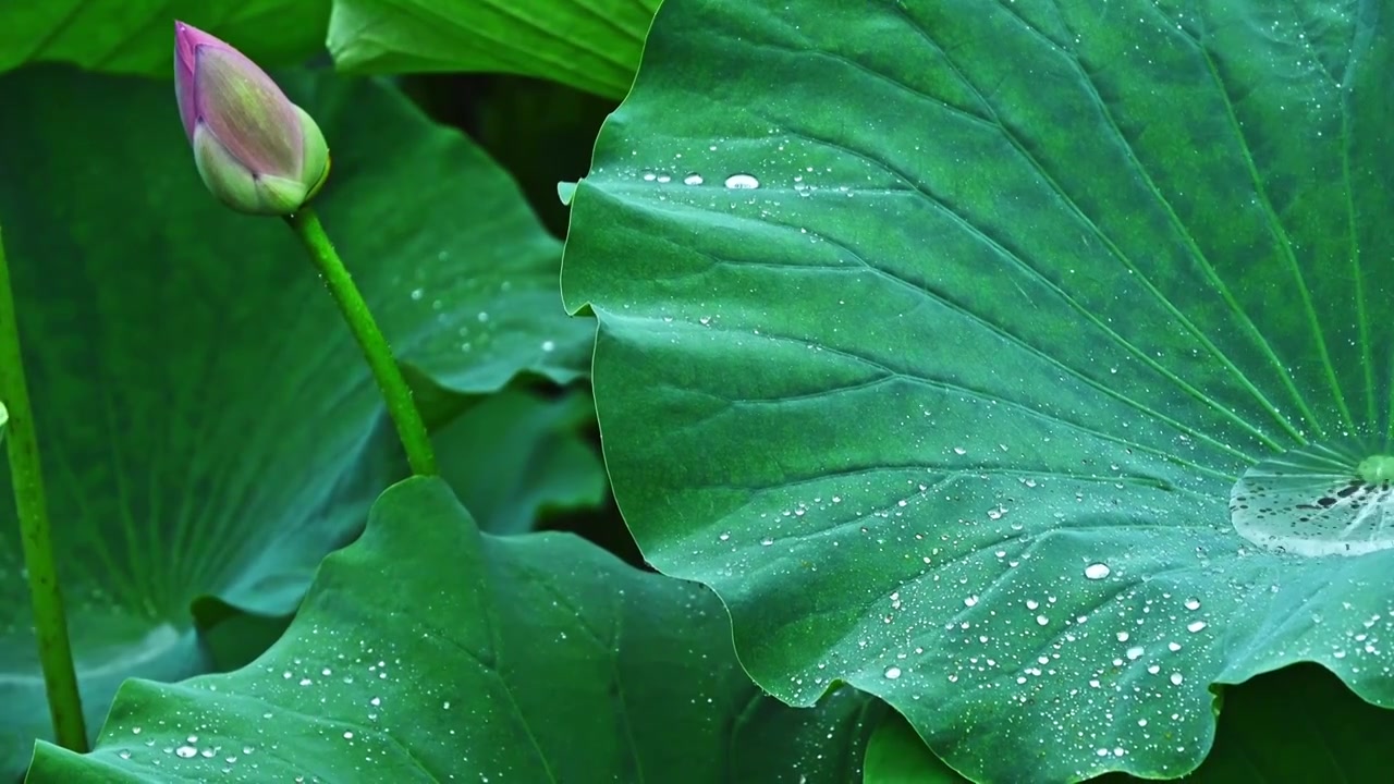 夏季下雨天雨水荷花荷叶雨滴水滴特写视频素材