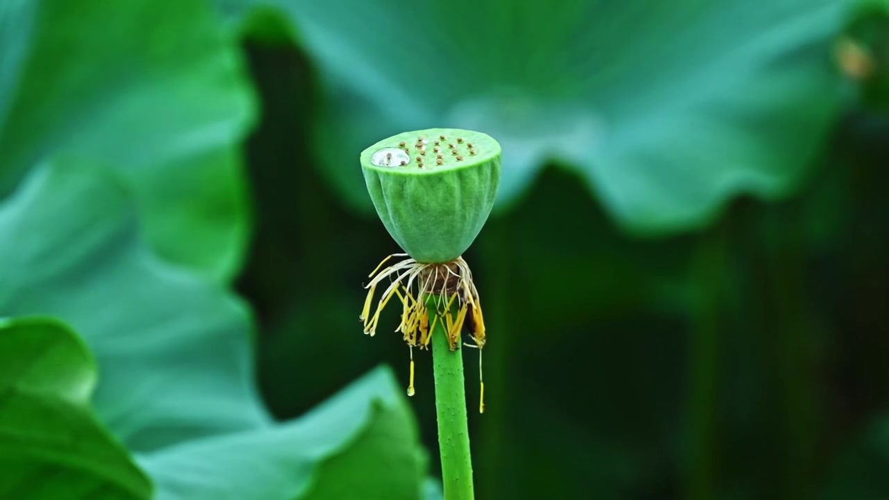 夏季下雨天雨水荷花荷叶雨滴水滴特写视频素材