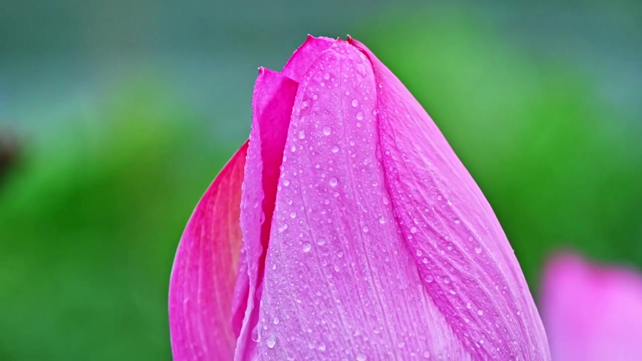 夏季下雨天雨水荷花荷叶雨滴水滴特写视频素材