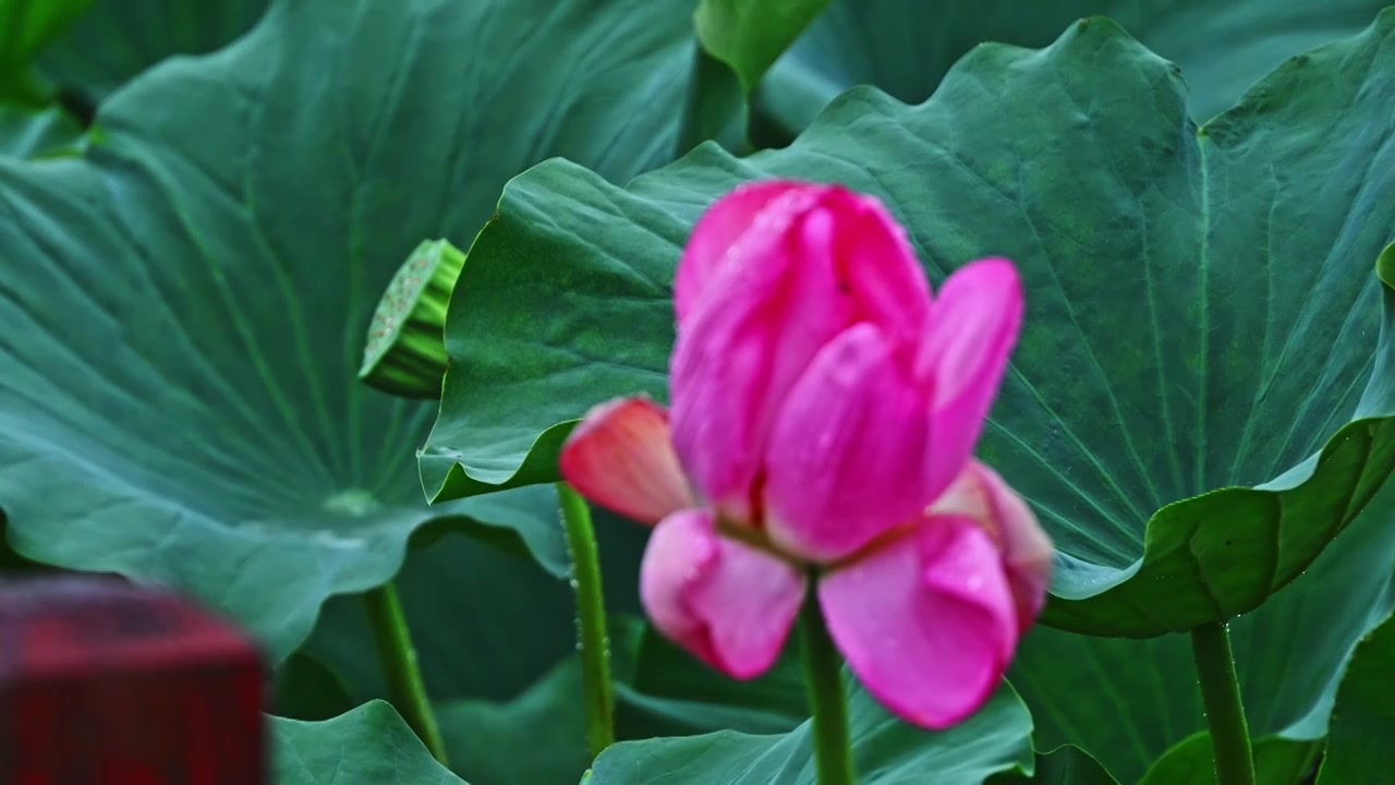 夏季下雨天雨水荷花荷叶雨滴水滴特写视频素材