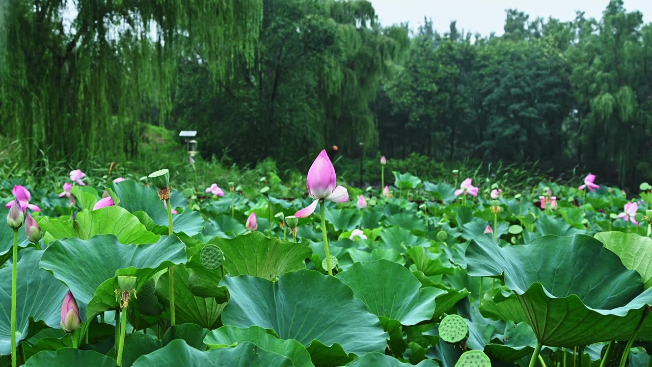 夏季下雨天雨水荷花荷叶雨滴水滴特写视频素材