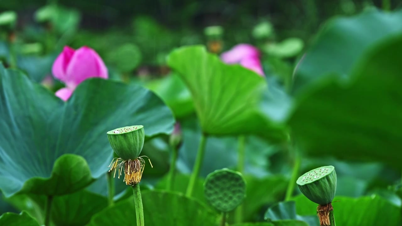 夏季下雨天雨水荷花荷叶雨滴水滴特写视频素材