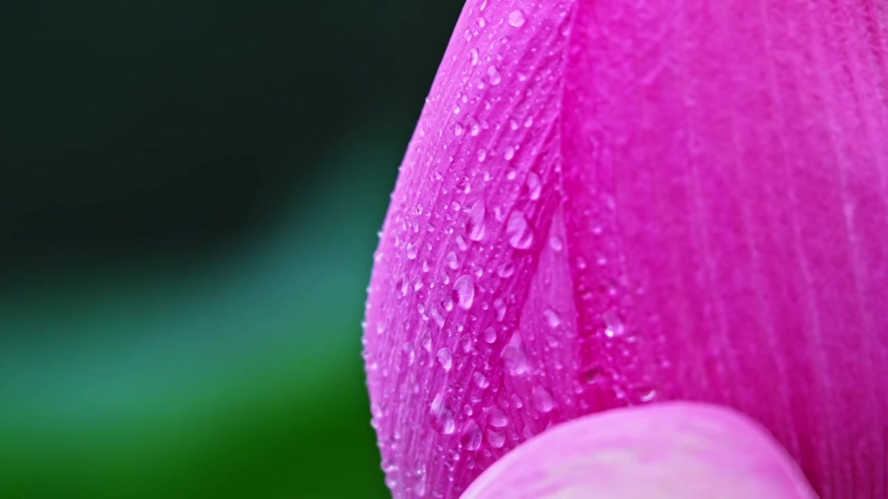 夏季下雨天雨水荷花荷叶雨滴水滴特写视频素材