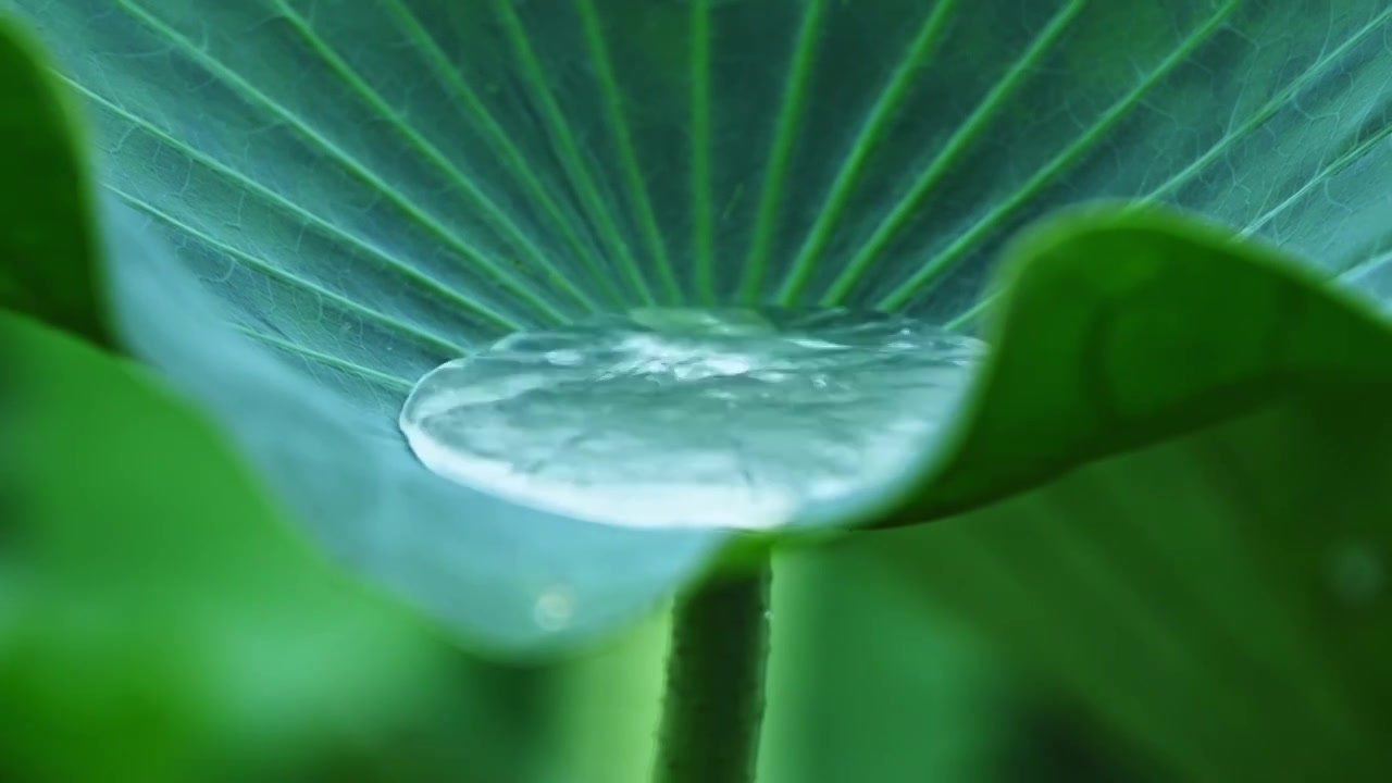 夏季下雨天雨水荷花荷叶雨滴水滴特写视频素材