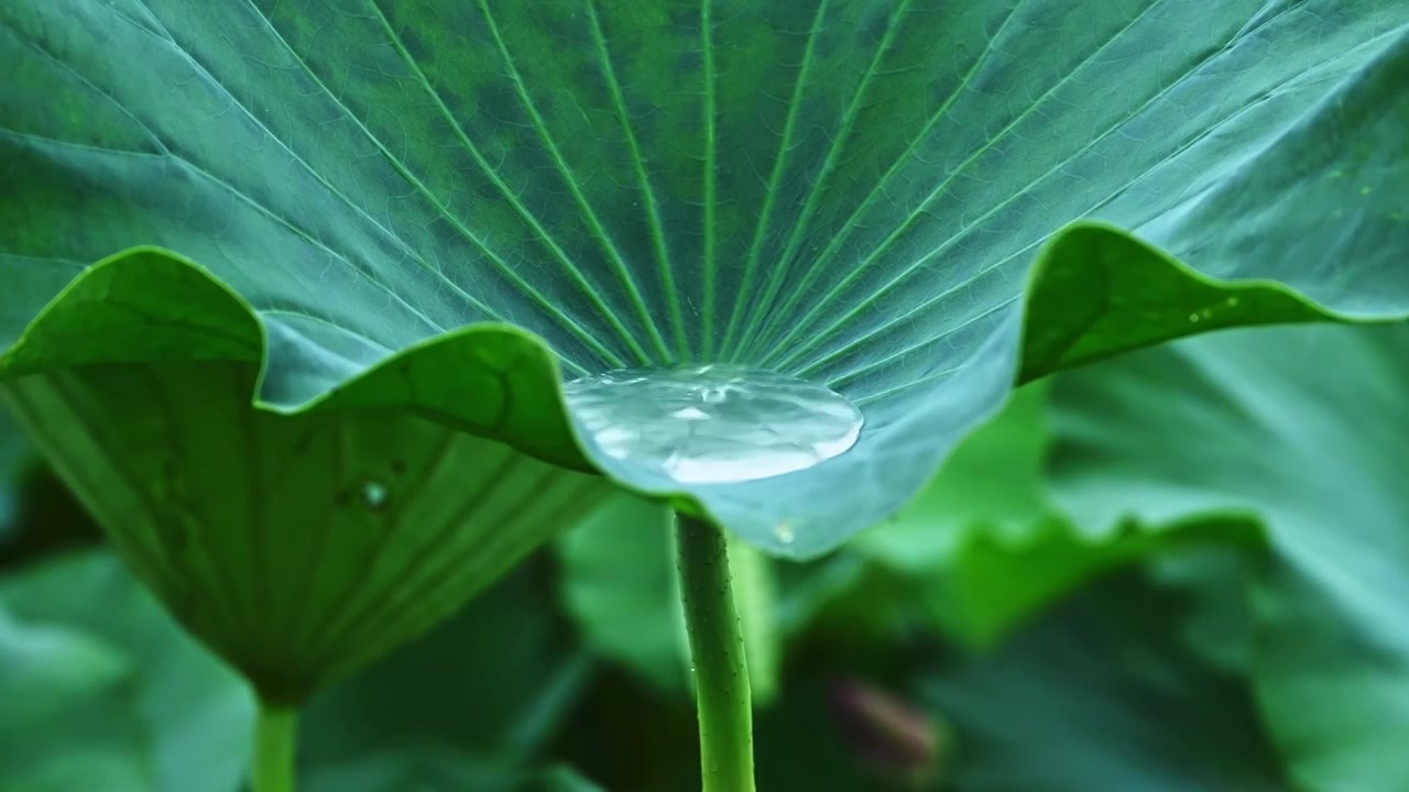 夏季下雨天雨水荷花荷叶雨滴水滴特写视频素材