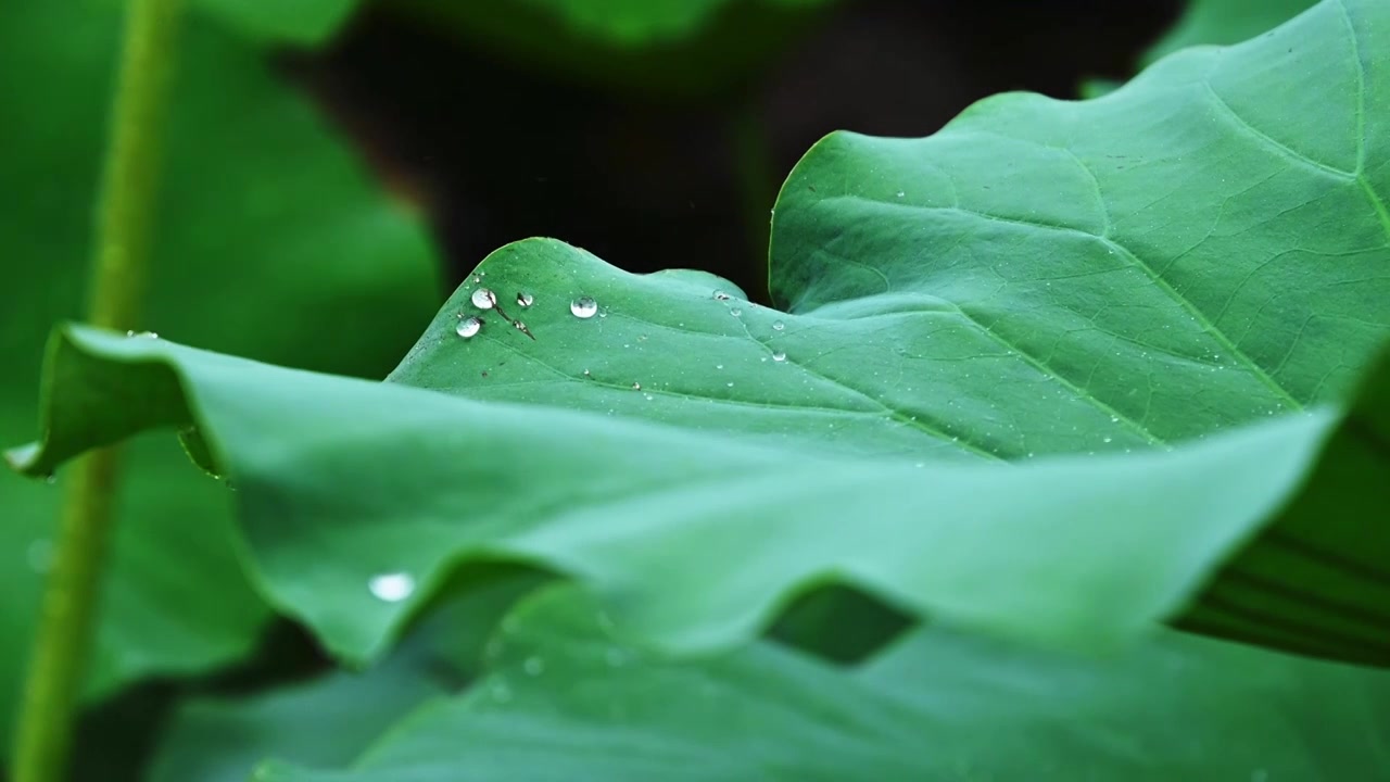 夏季下雨天雨水荷花荷叶雨滴水滴特写视频素材