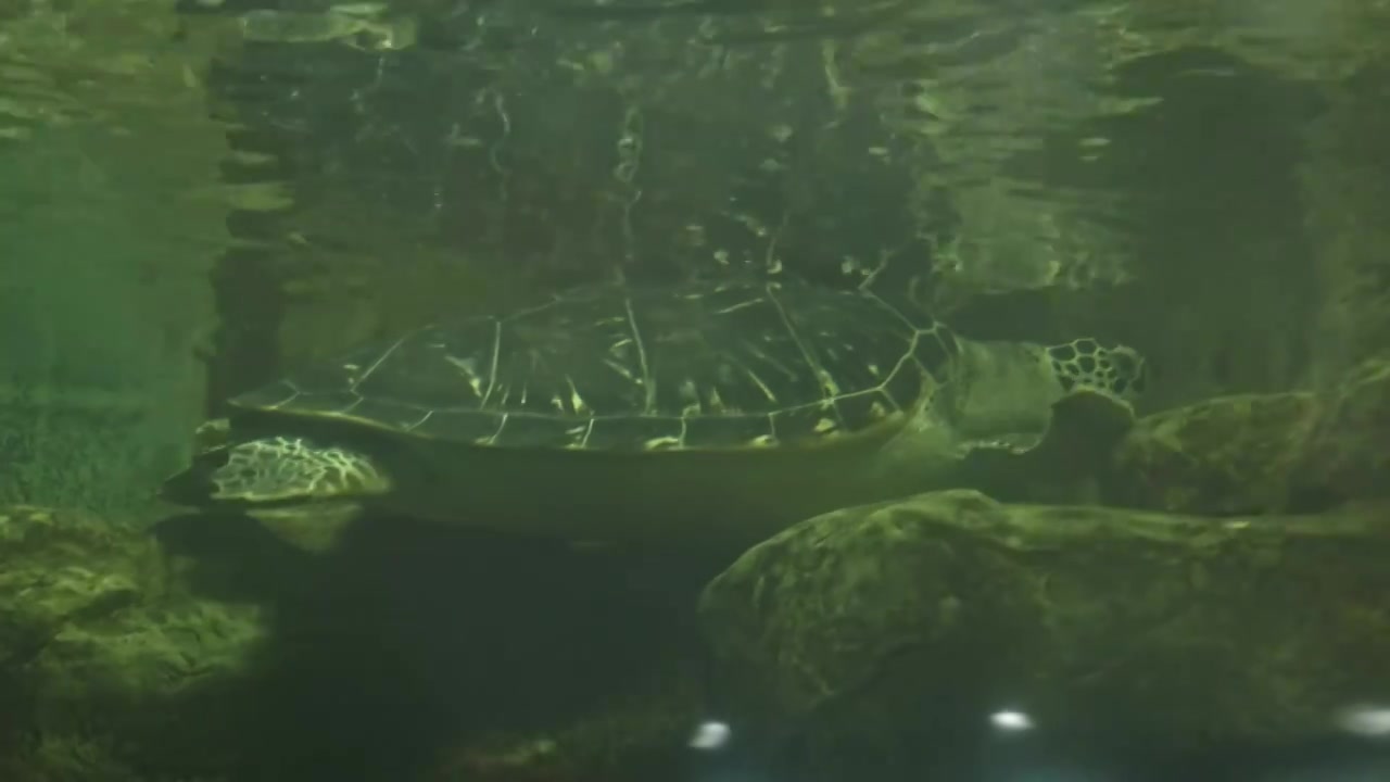 海龟游泳乌龟水族馆动物园海洋动物水世界视频素材