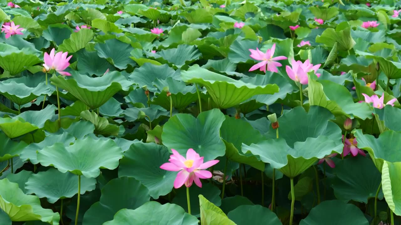 夏日池塘荷花盛开4K空镜合集视频素材