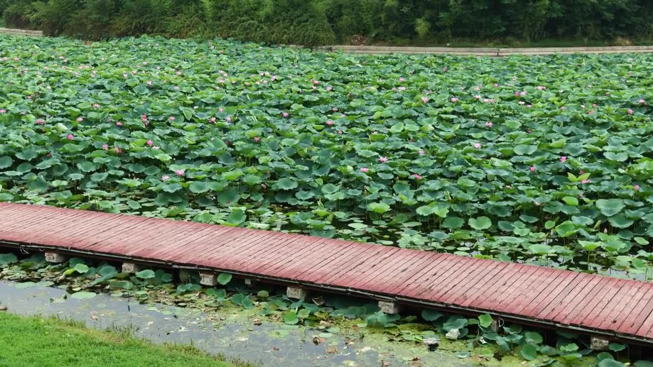 夏日池塘荷花盛开和水上栈道的4K空镜合集视频素材