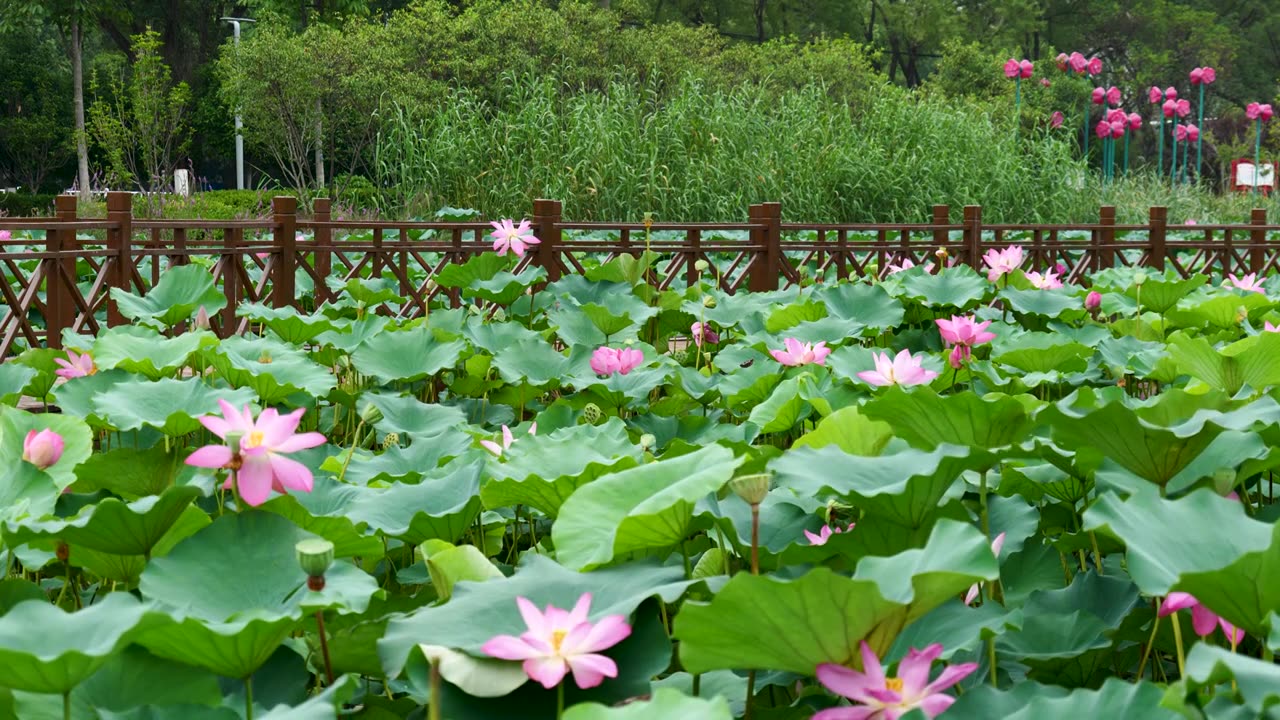 夏日池塘荷花盛开4K空镜合集视频素材