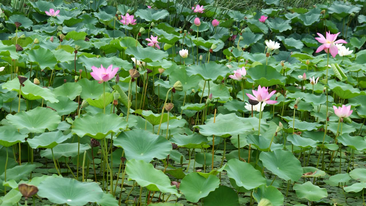 夏日池塘荷花盛开4K空镜合集视频素材