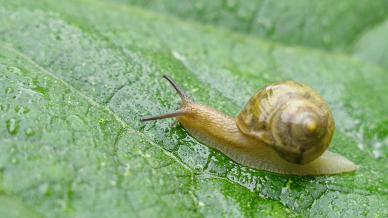 雨天叶子上爬行的蜗牛视频素材