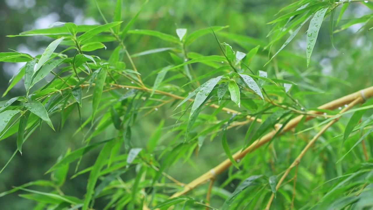 雨后竹叶特写视频素材