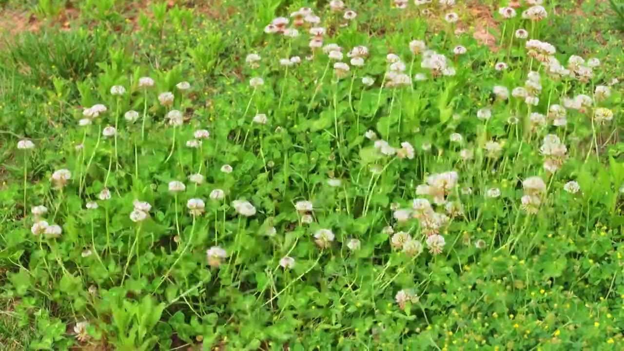 微风吹动绿色草地上春天盛开着白花的白车轴草白花三叶草视频素材