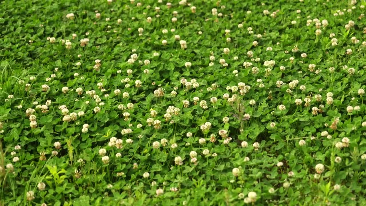 微风吹动绿色草地上春天盛开着白花的白车轴草白花三叶草视频素材