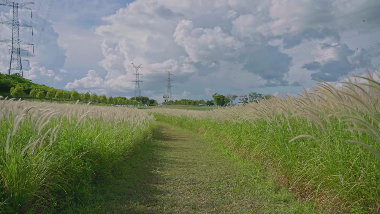 广东深圳的绿色低碳公园，花田种满狗尾巴草，在夏天的微风下晃动视频素材