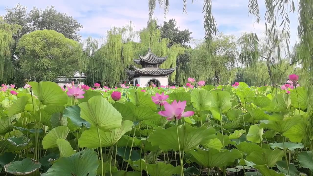 背景陶然亭公园吹台亭旁的荷花池实时视频视频素材