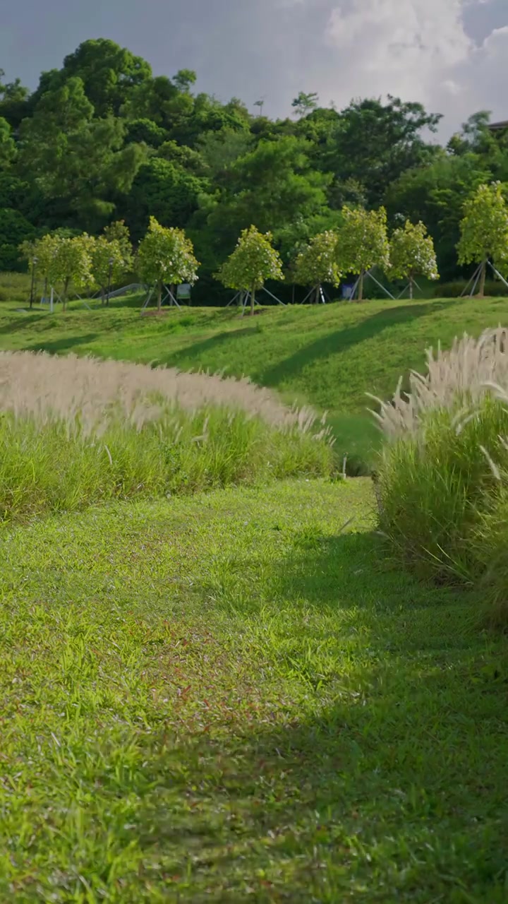 广东深圳的绿色低碳公园，花田种满狗尾巴草，在夏天的微风下晃动，竖屏视频素材