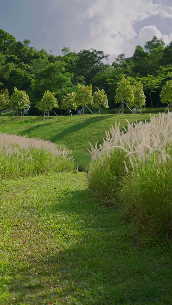 广东深圳的绿色低碳公园，花田种满狗尾巴草，在夏天的微风下晃动，竖屏视频素材