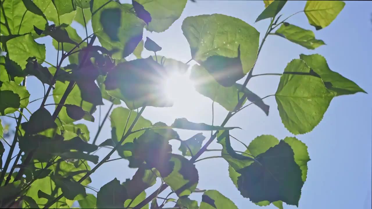 夏日树叶特写视频素材